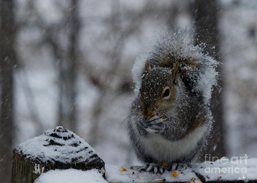 Winter Squirrrel 2 Photograph by Sandra Clark