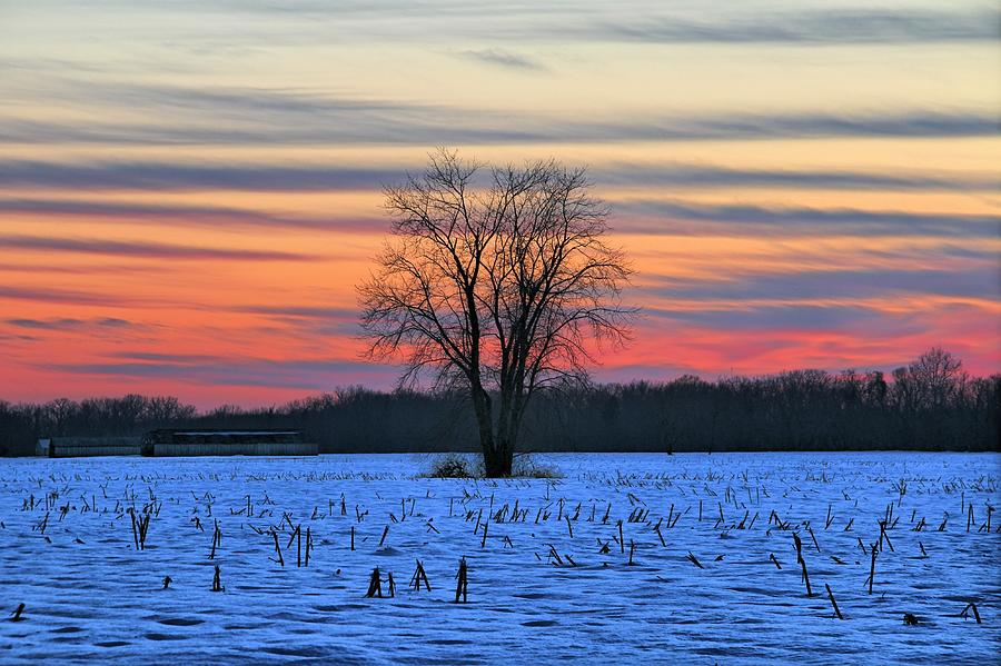 Winter Stalks Photograph by Andrea Galiffi