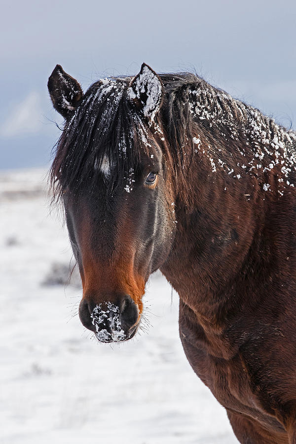 Winter Stallion Photograph by Sandy Sisti