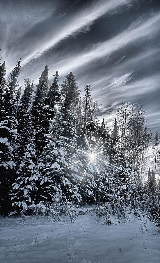 Winter Star Photograph by David Andersen
