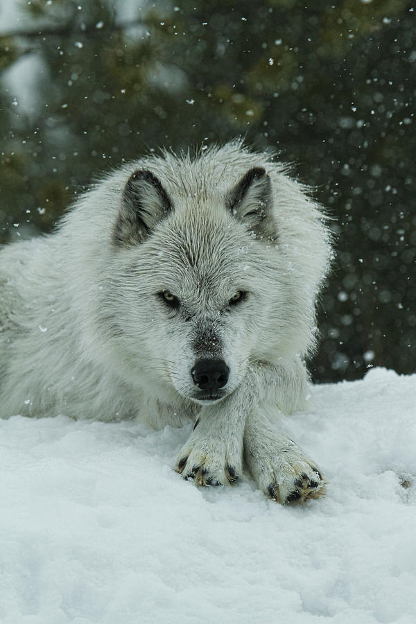 Wolves Photograph - Winter Stare by Steve McKinzie