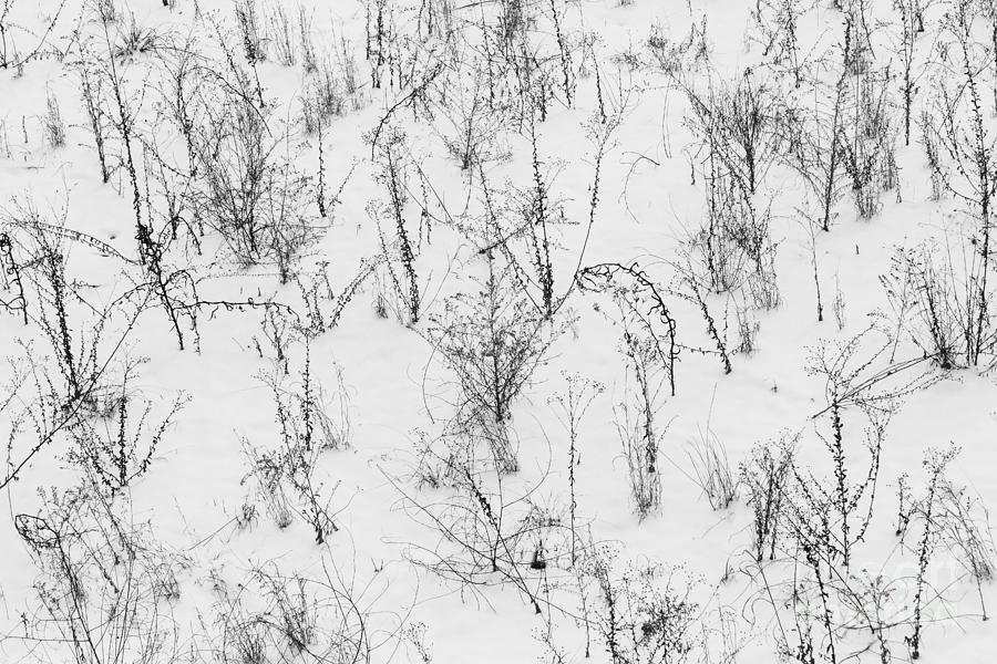 Winter Starkness Photograph by Diane Macdonald