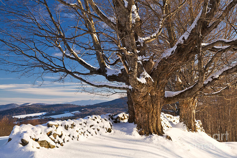 Winter Stone Wall Landscape Photograph by Alan L Graham