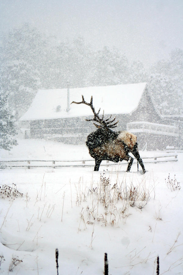 Wildlife Photograph - Winter Storm Wapiti Spirit by Annettes Whimsies