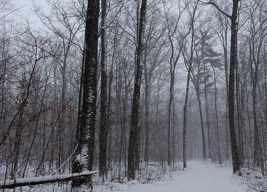 Winter Storm Photograph by Debbie Oppermann