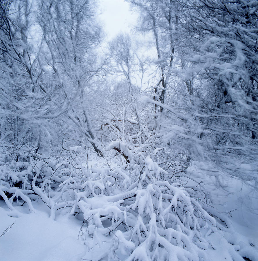 Winter storm in a forest - available for licensing Photograph by Ulrich Kunst And Bettina Scheidulin