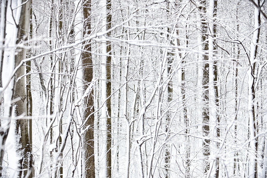 Winter Storm Photograph by Laurent Lucuix