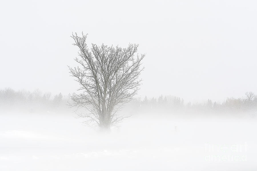 Winter Storm Photograph by Teresa Zieba