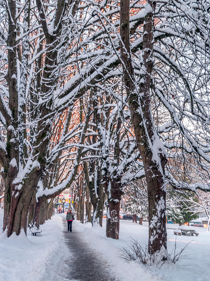 Winter Stroll In The Park Photograph by Derek Rundell Fine Art America