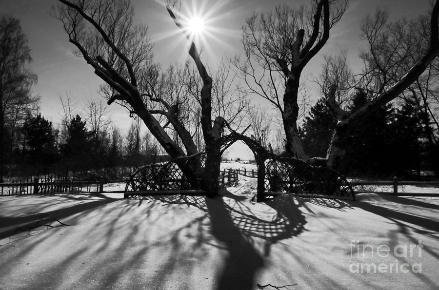 Winter Sun and Shadows Photograph by Charline Xia