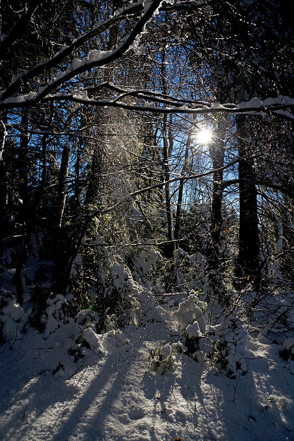 Winter Sun Photograph by Chevy Fleet