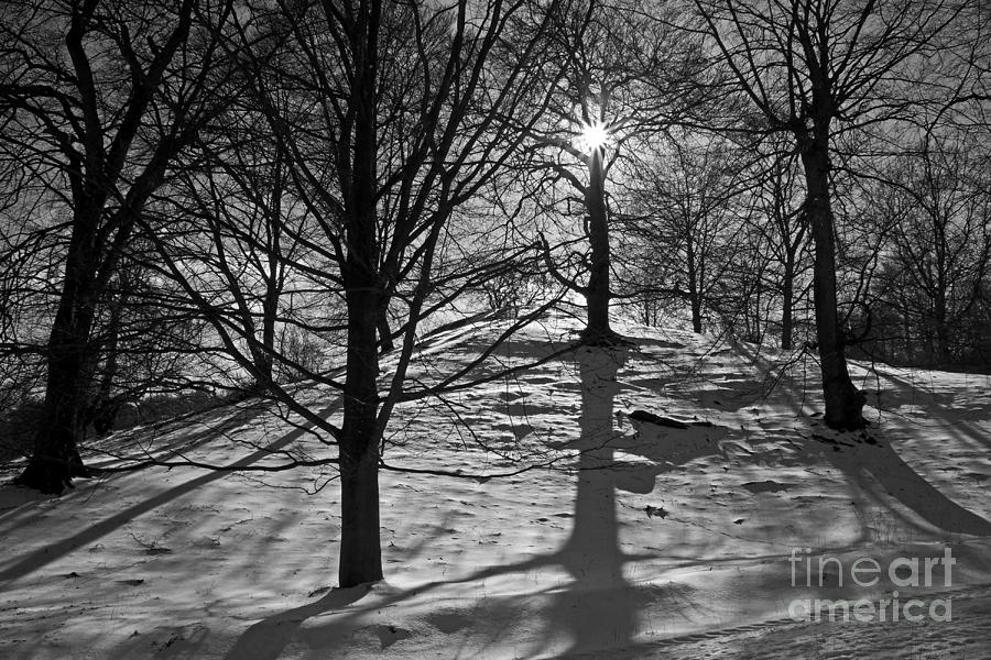 Winter sun Photograph by Inge Riis McDonald