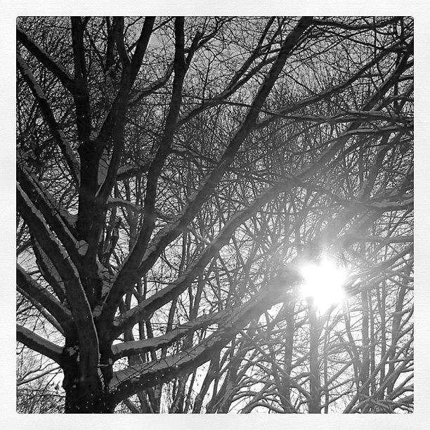 Black And White Photograph - Winter Sun  by Justin Connor
