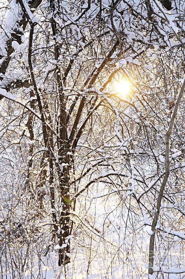 Winter Sun Photograph by Larry Ricker