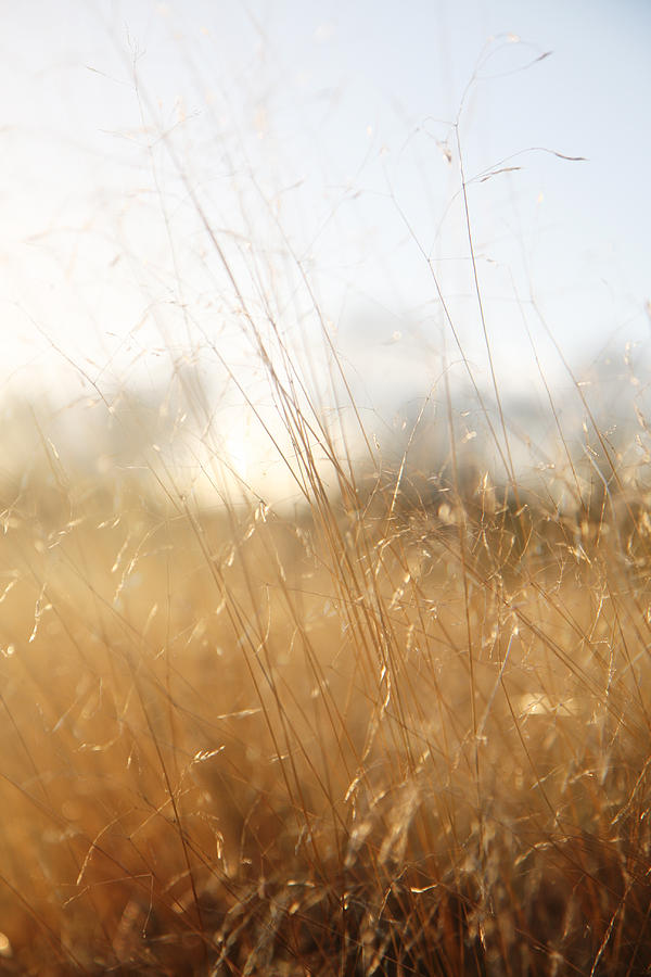 Winter Sun Photograph by Mike Allison - Fine Art America