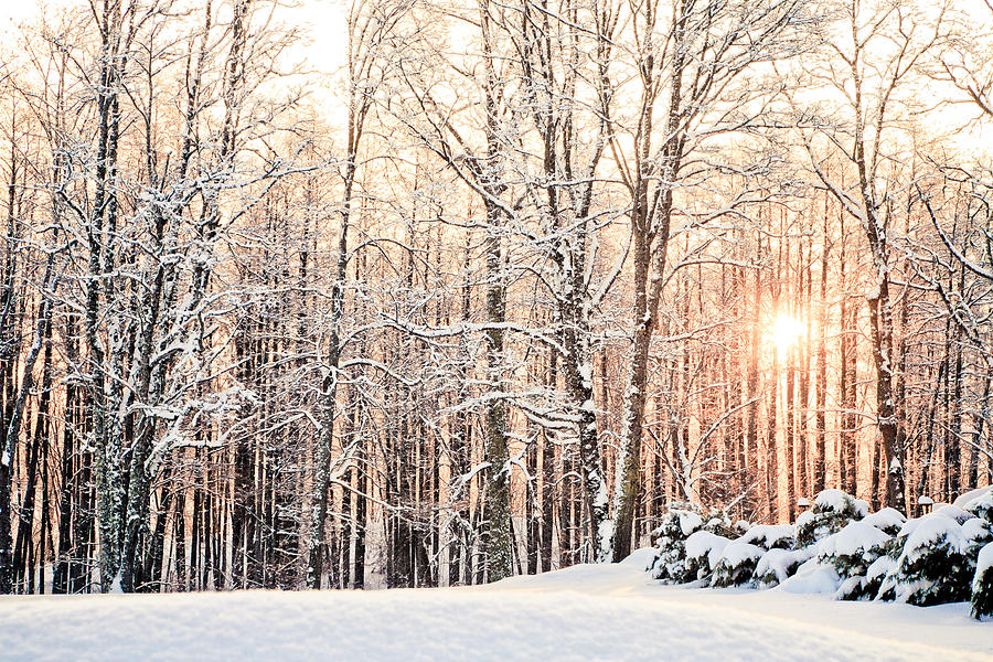 Tree Photograph - Winter Sun Rise  by Olivier De Rycke