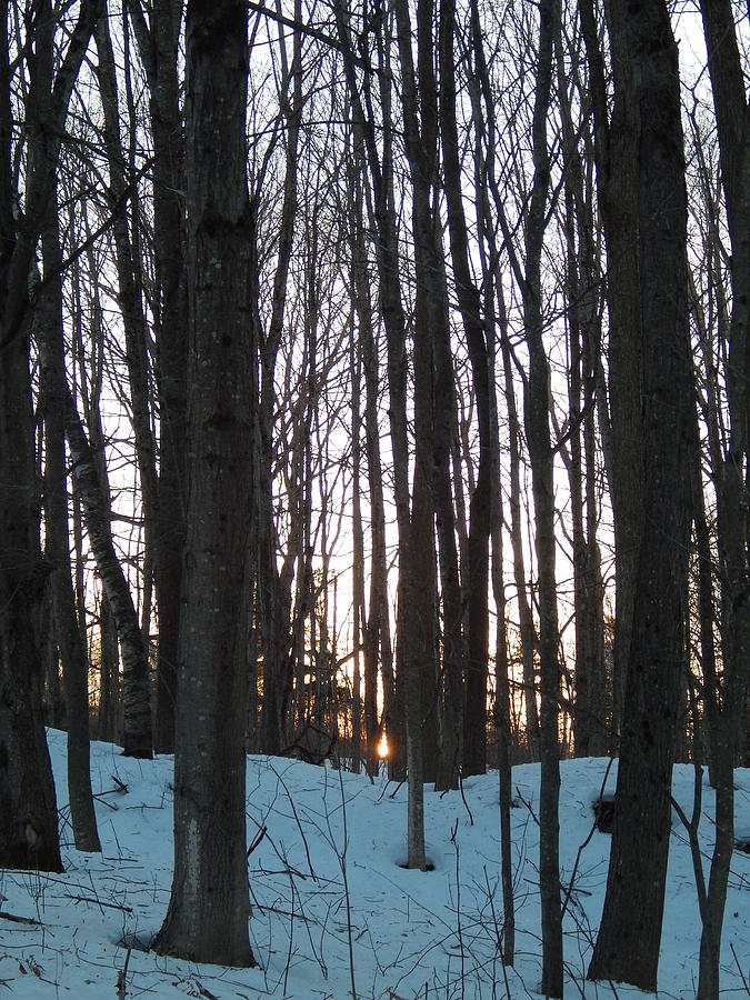 Winter sun sets in the Maine woods Photograph by Priscilla Batzell Expressionist Art Studio Gallery