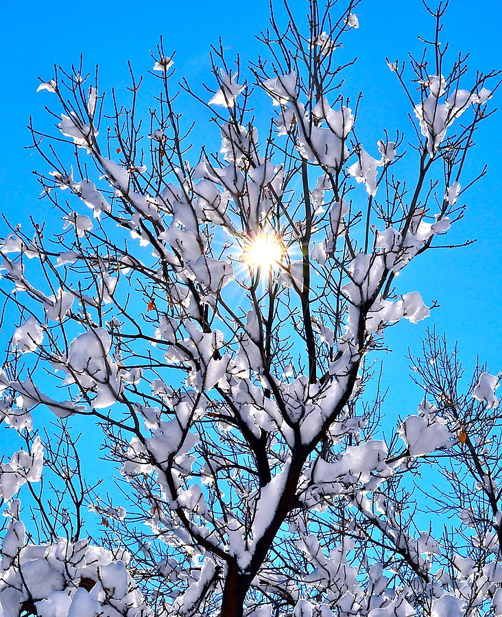 Winter Sunlight Photograph by Jody Partin