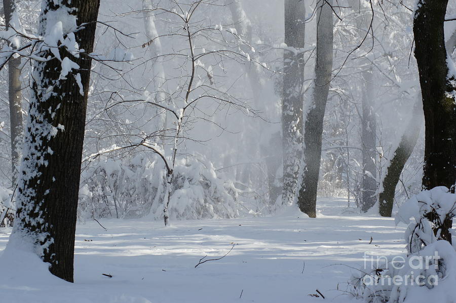 Winter Photograph - Winter Sunny Day by Dan Marinescu