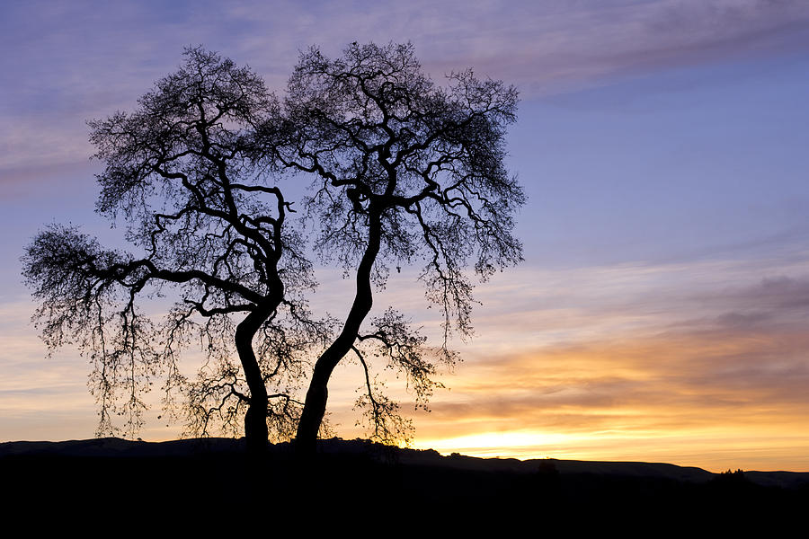 Winter Sunrise With Tree Silhouette Photograph by Priya Ghose