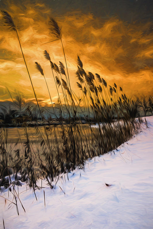 Winter sunrise through the reeds - Artistic Photograph by Chris Bordeleau