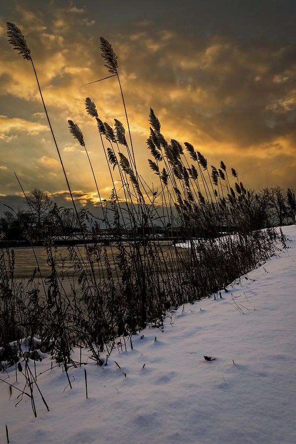 Winter sunrise through the reeds Photograph by Chris Bordeleau