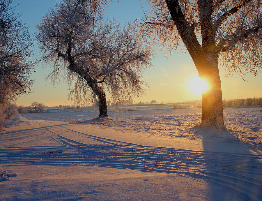 Winter Sunrise Photograph by Trent Mallett