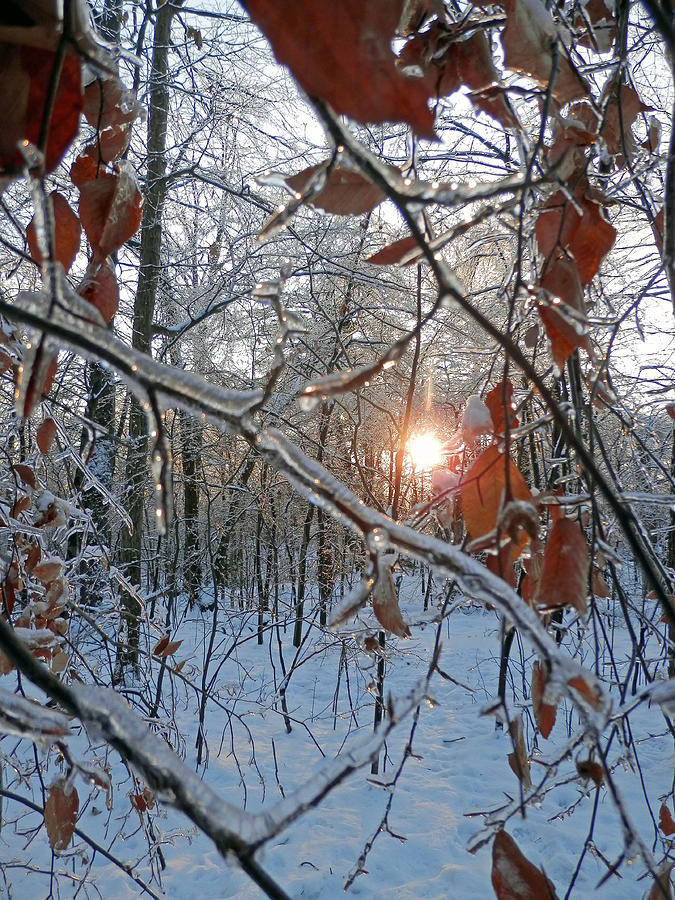 Winter Sunset 2 Photograph by Pema Hou