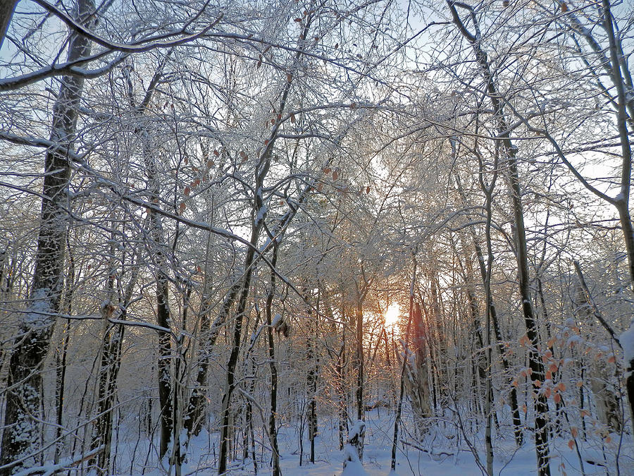 Winter Sunset Photograph by Pema Hou