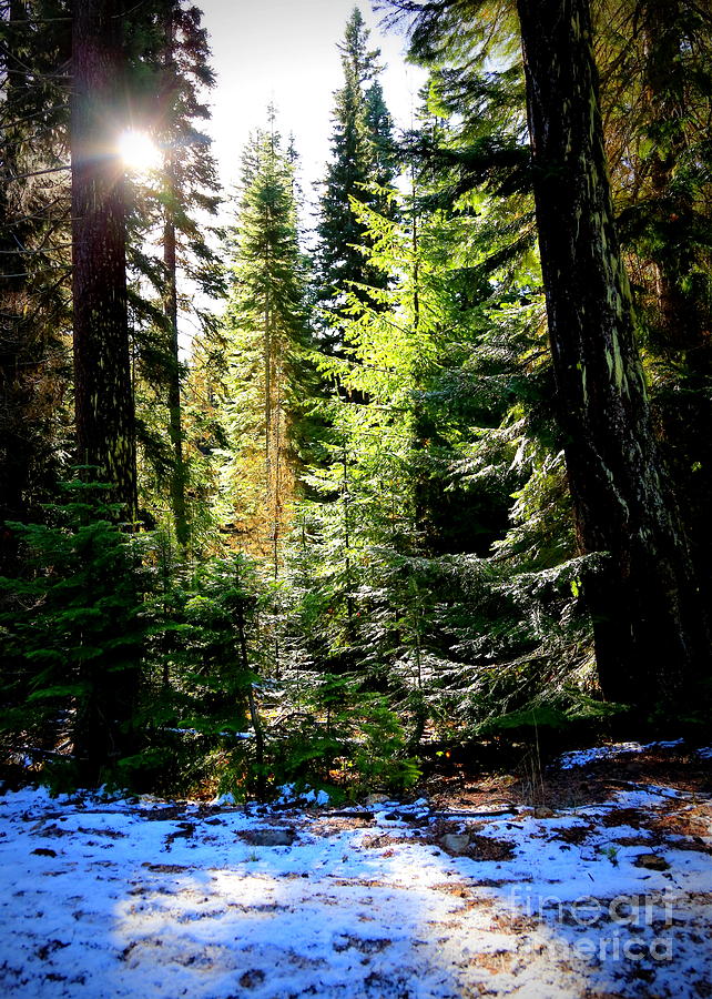 Winter Sunshine on Chinook Pass Photograph by Carol Groenen