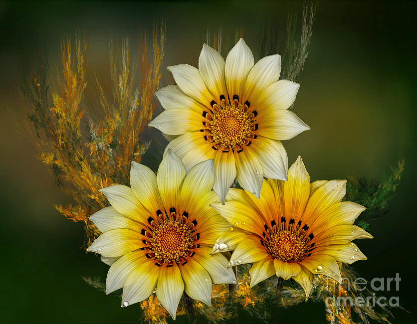 Flower Photograph - Winter Sunshine by Shirley Mangini