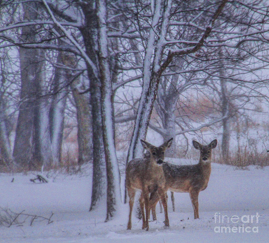 Winter Survival Photograph by Elizabeth Winter