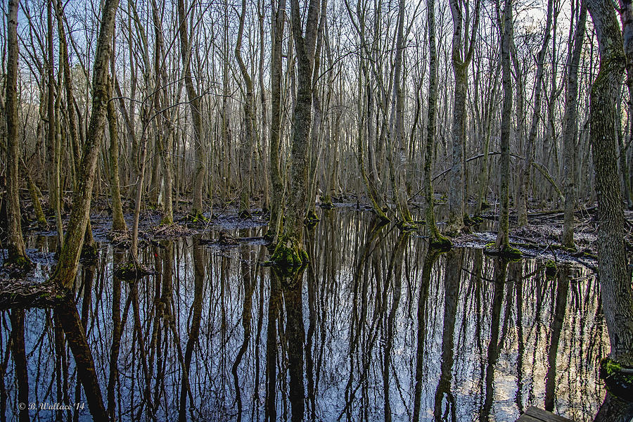 Winter Swamp Photograph by Brian Wallace