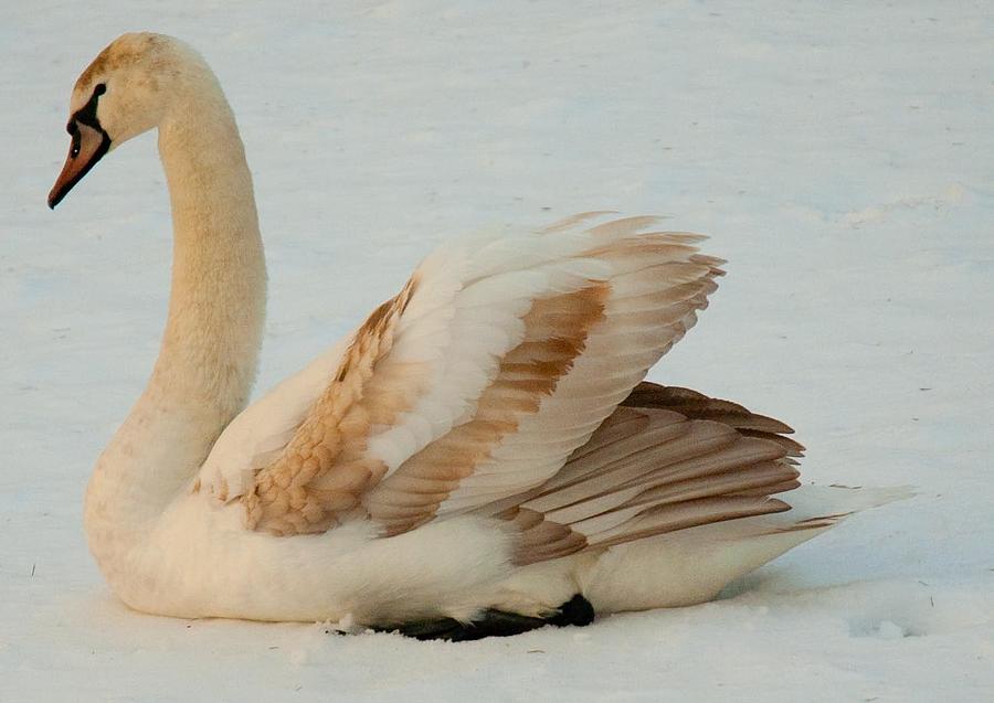 Winter Swan Song Photograph by Bruce Carpenter