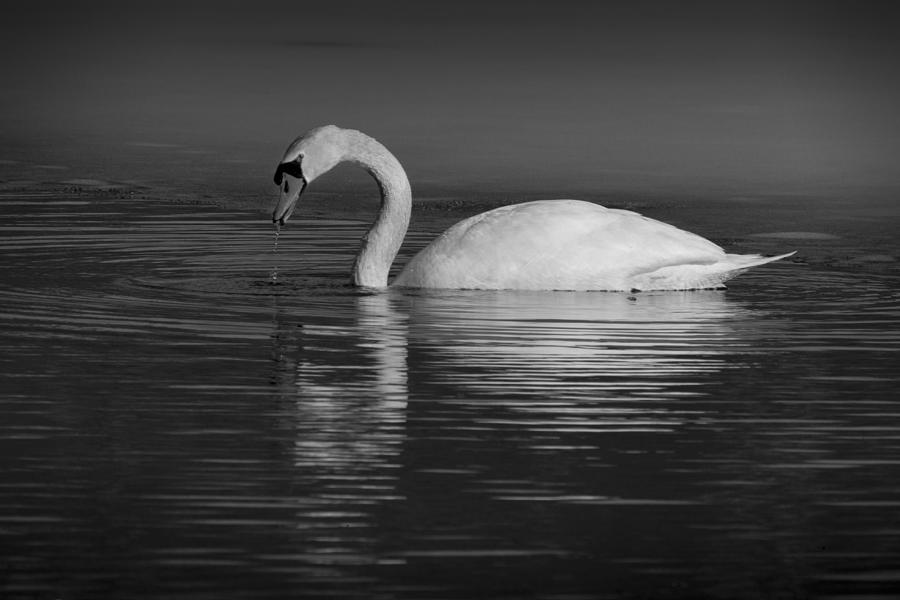 Winter Swan Photograph by Steve Gravano
