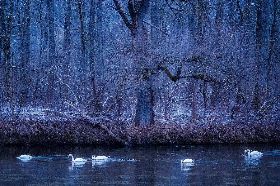 Winter Swans Photograph by Alexander Kunz