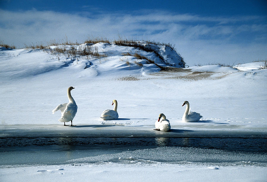 Winter swans Photograph by Dennis Cox