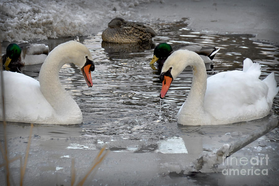 Winter Swans by Gary Keesler Winter Swans by Gary Keesler