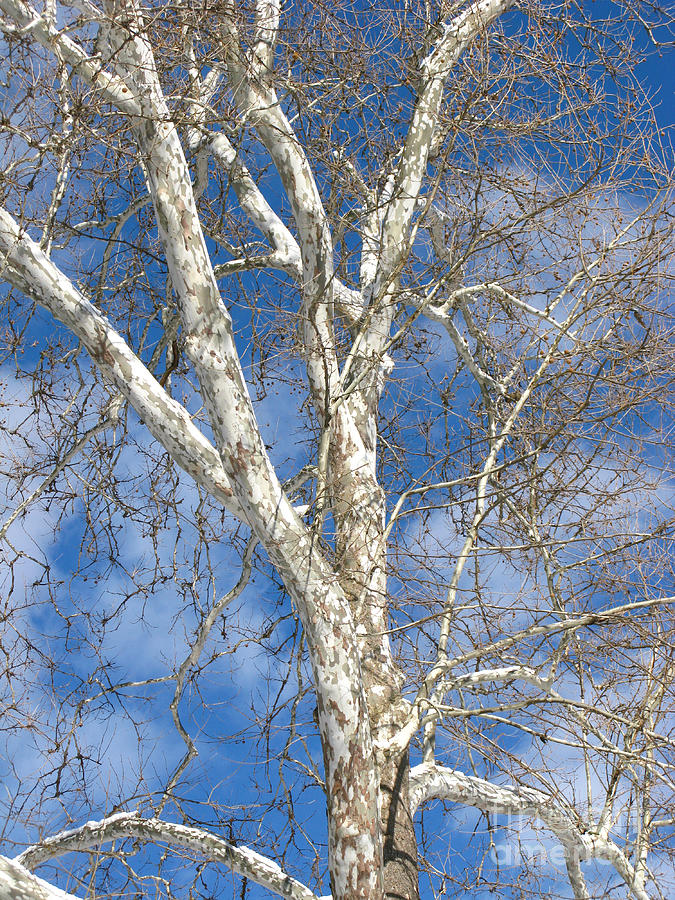 Winter Sycamore Photograph by Ann Horn