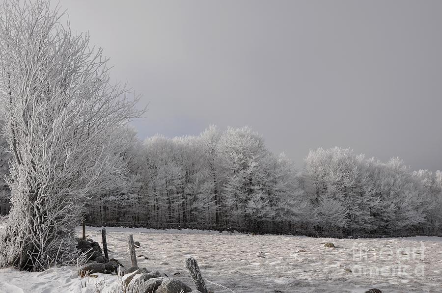 Winter Photograph by Sylvie Leandre