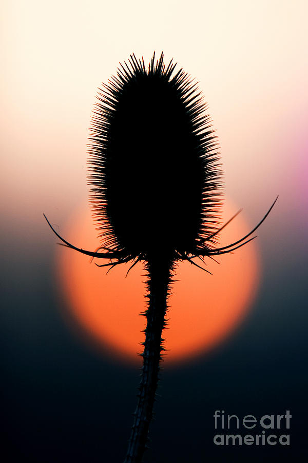 Winter Photograph - Winter Teasel by Tim Gainey