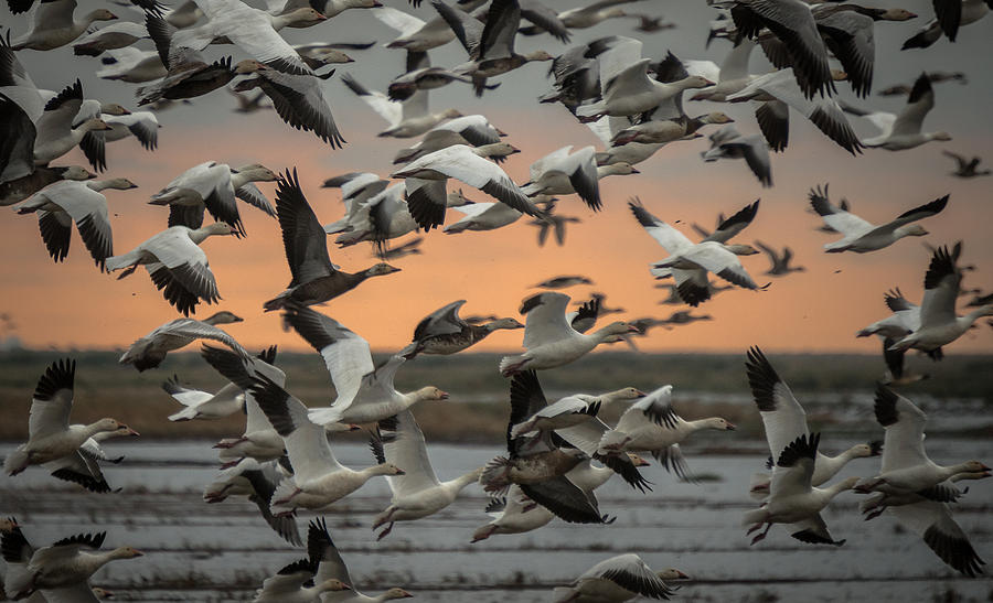 Snow Geese Photograph - Winter Texans by Allen Biedrzycki