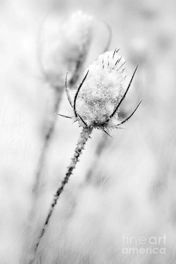 Winter Thistle Photograph by Michael Arend