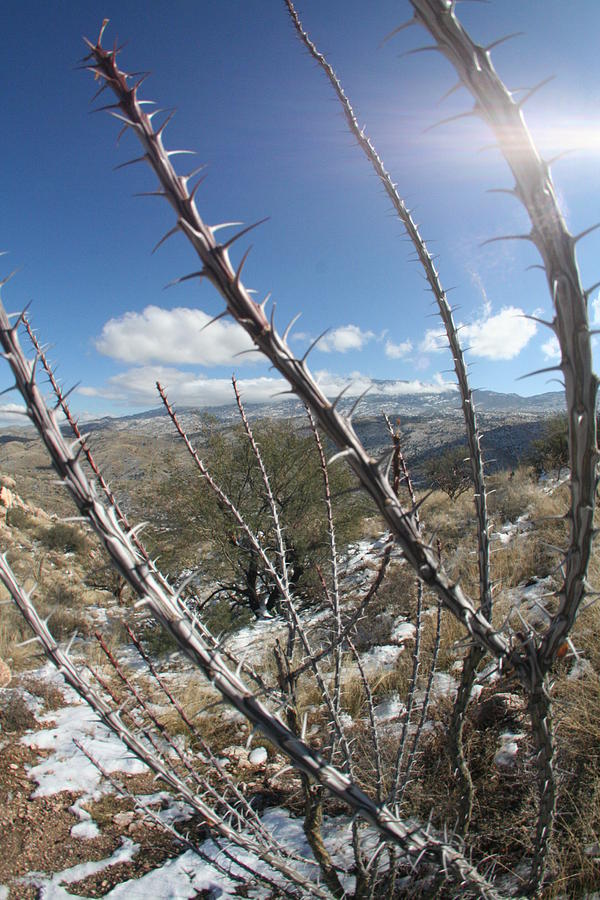Winter Thorns Photograph by David S Reynolds