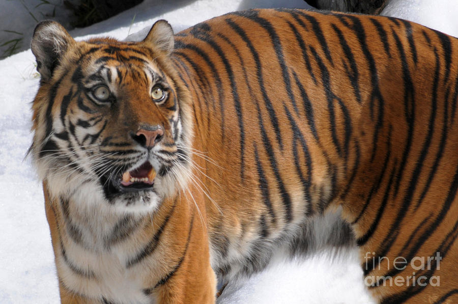 Winter Photograph - Winter Tiger by Dan Holm