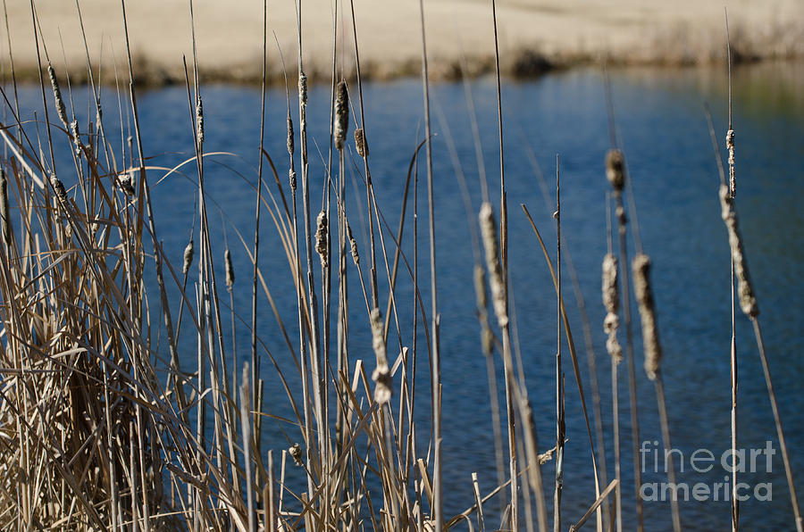 Winter Time Cattails Photograph by Dale Powell
