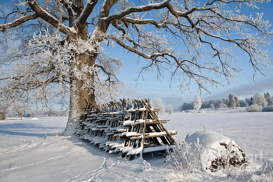 Winter Photograph - Winter time by Evija Freidenfelde