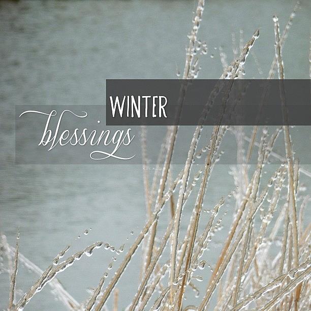 {winter Photograph by Traci Beeson