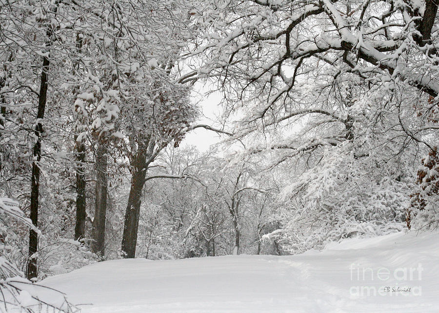 Winter Trail Photograph by E B Schmidt
