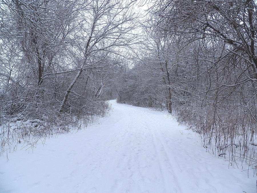 Winter Trail I Photograph by Corinne Elizabeth Cowherd